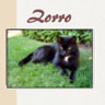 Zorro
