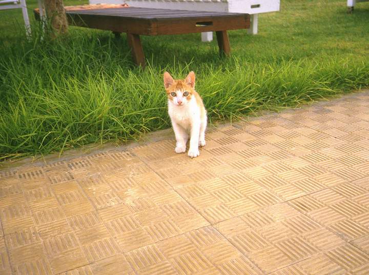 198807_046diatun2.jpg
