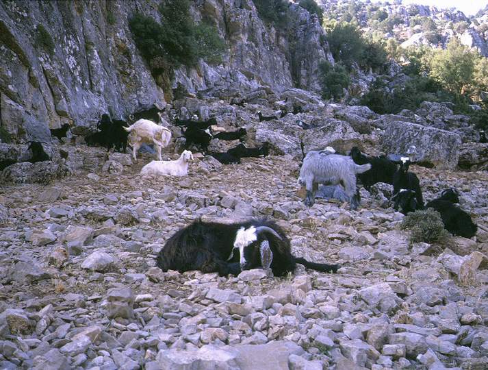 198907_053diaturk.jpg