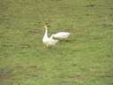 dsc00434.jpg